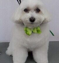 【浜松市】犬のシャンプー＆トリミング　2月13日