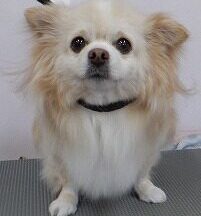 【浜松市】犬のシャンプー＆トリミング　2月18日