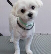 【浜松市】犬のシャンプー＆トリミング　2月19日