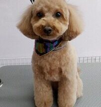 【浜松市】犬のシャンプー＆トリミング　2月20日