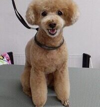 【浜松市】犬のシャンプー＆トリミング　2月24日