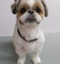 【浜松市】犬のシャンプー＆トリミング　2月25日