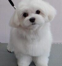 【浜松市】犬のシャンプー＆トリミング　2月27日