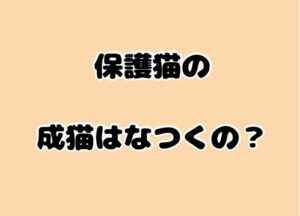 保護猫｜特に成猫になってからもなつくの？