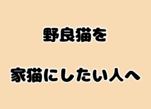 野良猫を家猫にしたい人へ｜保護前に知ってほしいこと