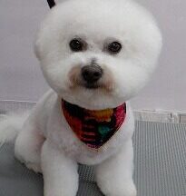 【浜松市】犬のシャンプー＆トリミング　3月3日