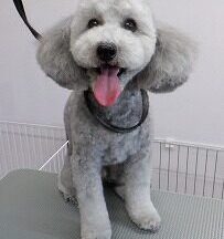 【浜松市】犬のシャンプー＆トリミング　3月10日