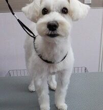 【浜松市】犬のシャンプー＆トリミング　3月17日