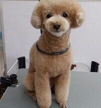 【浜松市】犬のシャンプー＆トリミング　3月24日