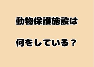 動物保護施設は何をしている？現場の仕事と知られていない課題