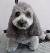 【浜松市】犬のシャンプー＆トリミング　4月2日