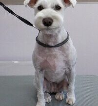 【浜松市】犬のシャンプー＆トリミング　4月3日