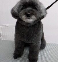 【浜松市】犬のシャンプー＆トリミング　4月13日