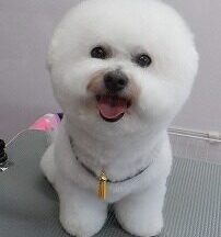 【浜松市】犬のシャンプー＆トリミング　4月21日