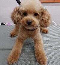 【浜松市】犬のシャンプー＆トリミング　4月24日