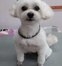 【浜松市】犬のシャンプー＆トリミング　4月27日