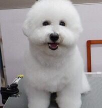 【浜松市】犬のシャンプー＆トリミング　4月28日