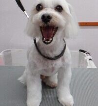 【浜松市】犬のシャンプー＆トリミング　4月30日