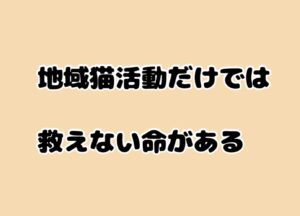 地域猫活動だけでは救えない命がある現実
