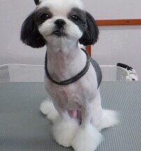 【浜松市】犬のシャンプー＆トリミング　5月7日