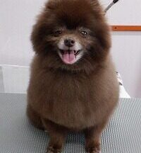 【浜松市】犬のシャンプー＆トリミング　5月8日