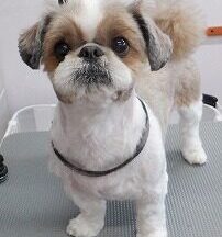 【浜松市】犬のシャンプー＆トリミング　5月11日