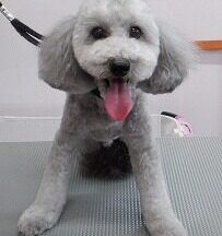 【浜松市】犬のシャンプー＆トリミング　5月12日