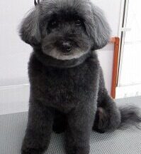 【浜松市】犬のシャンプー＆トリミング　5月13日
