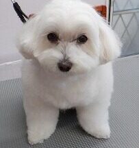 【浜松市】犬のシャンプー＆トリミング　5月14日