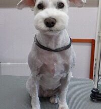 【浜松市】犬のシャンプー＆トリミング　5月15日