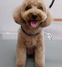【浜松市】犬のシャンプー＆トリミング　5月19日