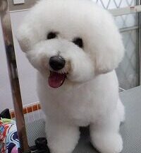 【浜松市】犬のシャンプー＆トリミング　5月28日