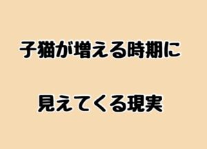 子猫が増える時期に見えてくる現実  ー保護現場で起きていることー