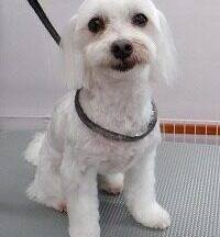 【浜松市】犬のシャンプー＆トリミング　6月3日