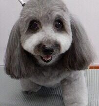 【浜松市】犬のシャンプー＆トリミング　6月4日