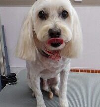 【浜松市】犬のシャンプー＆トリミング　6月5日