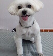 【浜松市】犬のシャンプー＆トリミング　6月8日