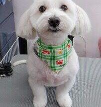 【浜松市】犬のシャンプー＆トリミング　6月17日