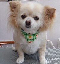 【浜松市】犬のシャンプー＆トリミング　6月29日