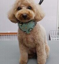 【浜松市】犬のシャンプー＆トリミング　7月3日