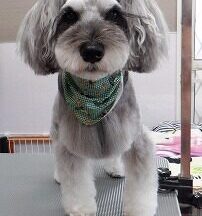 【浜松市】犬のシャンプー＆トリミング　7月8日