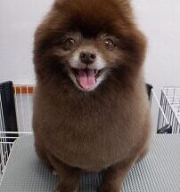 【浜松市】犬のシャンプー＆トリミング　7月24日