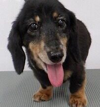 【浜松市】犬のシャンプー＆トリミング　8月4日