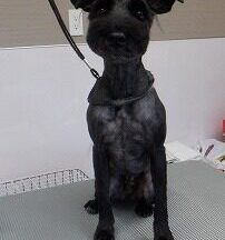 【浜松市】犬のシャンプー＆トリミング　8月5日