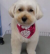 【浜松市】犬のシャンプー＆トリミング　8月6日