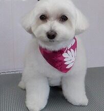 【浜松市】犬のシャンプー＆トリミング　8月7日