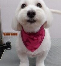 【浜松市】犬のシャンプー＆トリミング　8月10日