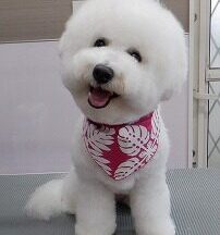 【浜松市】犬のシャンプー＆トリミング　8月12日