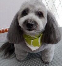 【浜松市】犬のシャンプー＆トリミング　8月13日
