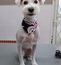 【浜松市】犬のシャンプー＆トリミング　8月17日